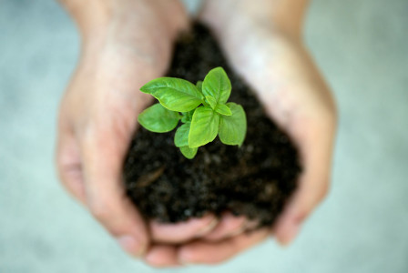 The photo presents hands holding young basil plant. 