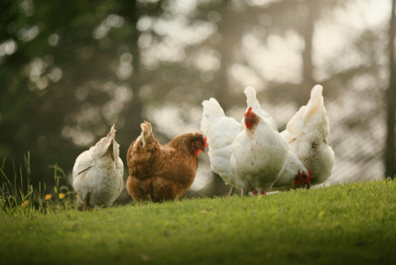 The photo presents white and brown chickens foraging on a grassy slope, with sunlight filtering through trees in the background.
