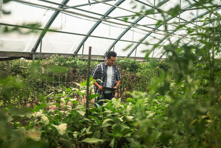 The photo presents a man holding a tablet while standing among rows of green plants inside a greenhouse.