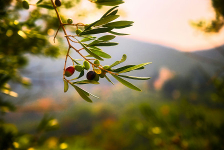 The photo presents an olive branch with green and dark purple olives in warm sunlight, against a blurred background of hills and trees.