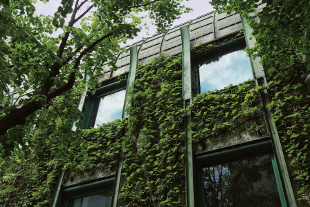 The picture describes a building covered with climbing vegetation and surrounded by mature trees.