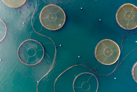 The photo presents circular fish farms in the sea.