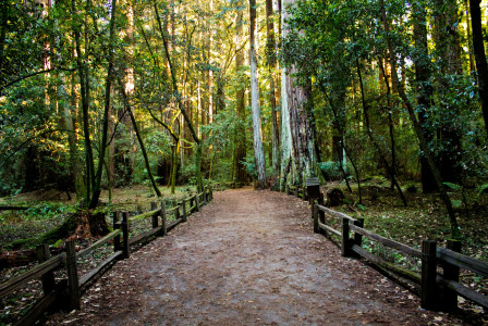 An illustrative photo of a pathway in forest 