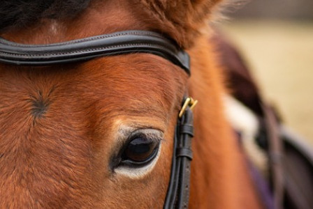 An illustrative photo of a brown horse