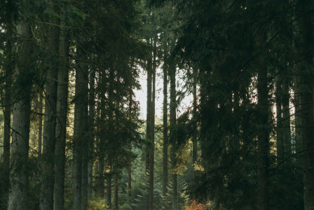 An illustrative photo of a group of people walking in forest