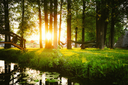 An illustrative photo of the sun shines through the trees in the forest.