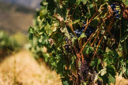 Photo by Unsplash An illustrative photo of the grapes on the vineyards