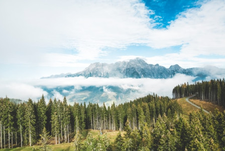 An illustrative photo of tall green trees line a road under a picturesque sky