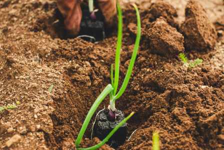 An illustrative photo of lush green plants thriving in brown soil