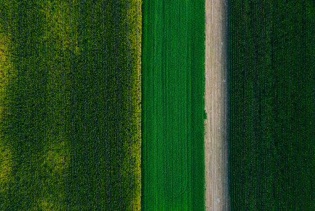 Photo by Unsplash An illustrative photo of green grass field