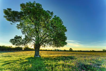 An illustrative photo of a sunrise over a field.