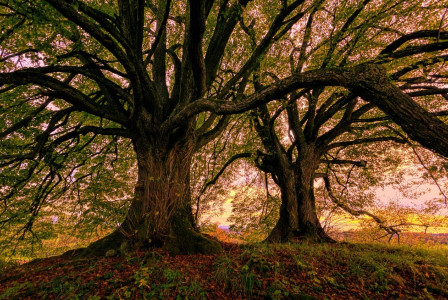 An illustrative photo of trees on a hill in a meadow