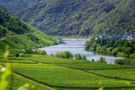 An illustrative photo of lush vineyards in the Moselle region