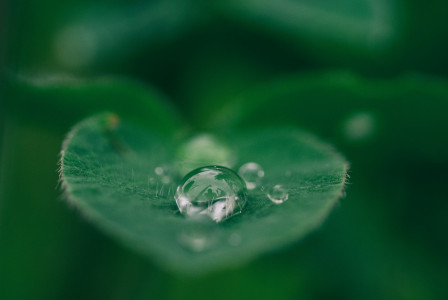 An illustrative photo of a green leaf with water drops