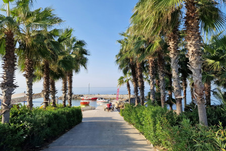 Photo by Unsplash An illustrative photo of a path with palm trees.