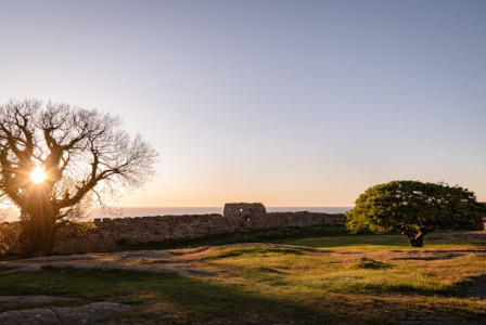 An illustrative photo of a green grass field.