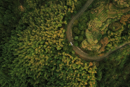 An illustrative photo of a road in the forest 