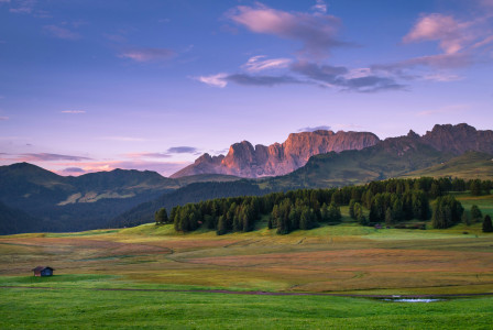 An illustrative photo of a forest under blue sky.