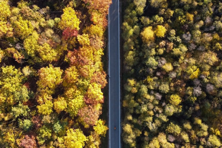An illustrative photo of a winding road surrounded by dense, lush green trees