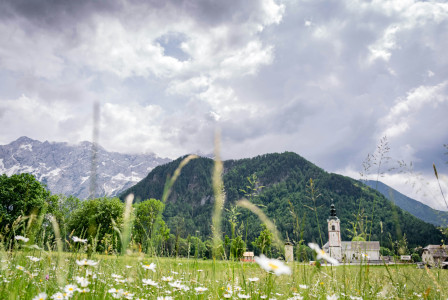 An illustrative photo of green leafed plants.