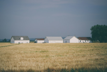 An illustrative photo of barn houses surrounded with wheat field under grey sky