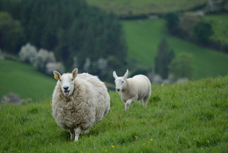An illustrative photo of sheep in an Irish countryside
