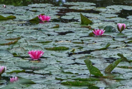An illustrative photo of a pink lotus flower on water