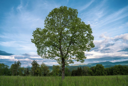 An illustrative photo of a lonely tree on a field