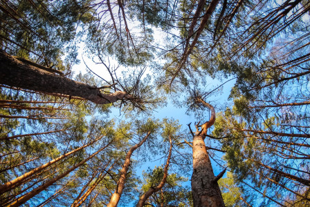 An illustrative photo of a pine forest in summer