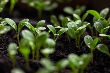 An illustrative photo of small green seedlings with rounded leaves sprouting from dark soil