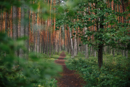 An illustrative photo of a forest.