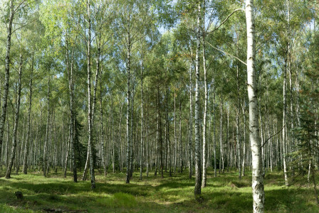Photo by Unsplash An illustrative photo of a green forest
