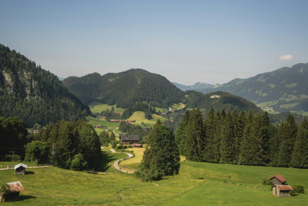 An illustrative photo of a lush green hillside covered in lots of trees.