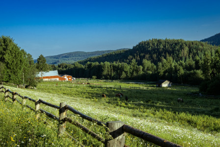 An illustrative photo of a grassy field with a fence and trees in the background.
