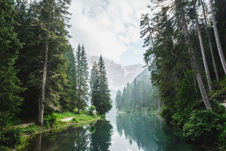 An illustrative photo of a body of water surrounded by pine trees