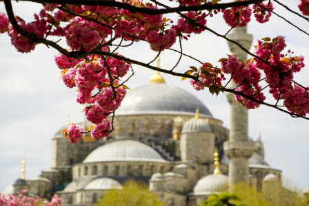 An illustrative photo of pink flowers with a white dome building in the background