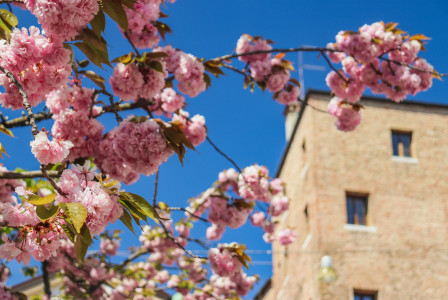 Photo by Unsplash An illustrative photo of a tree with pink flowers.
