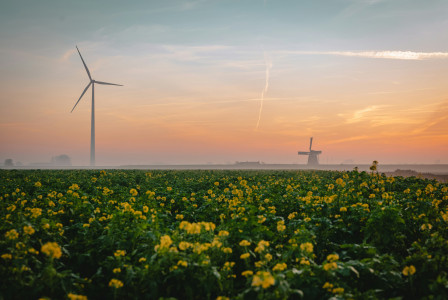 An illustrative photo of a field of yellow flowers with a windmill in the background.