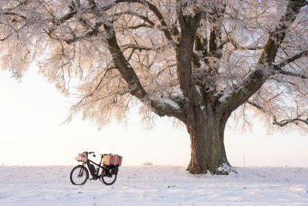 An illustrative photo of a bike parked under a tree.