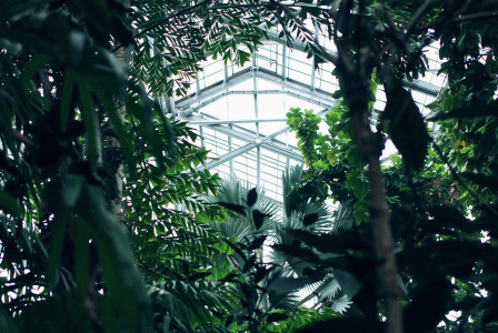 An illustrative photo of green trees inside the building
