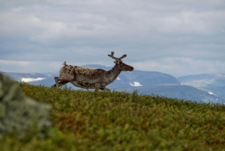 An illustrative photo of a deer running on a hill