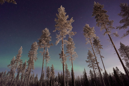 An illustrative photo of pine trees against northern lights