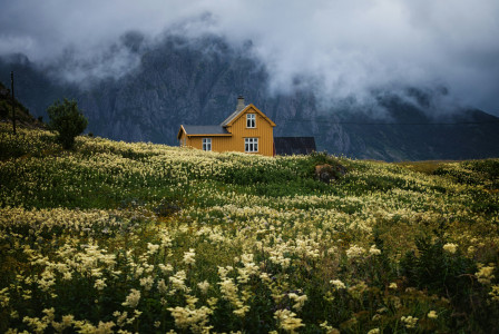 An illustrative photo of a house on a hill covered with yellow flowers