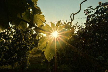 An illustrative photo of sun rays coming through green grape leaves.
