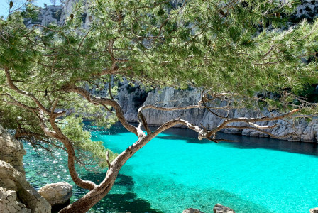 An illustrative photo of green trees beside blue body of water