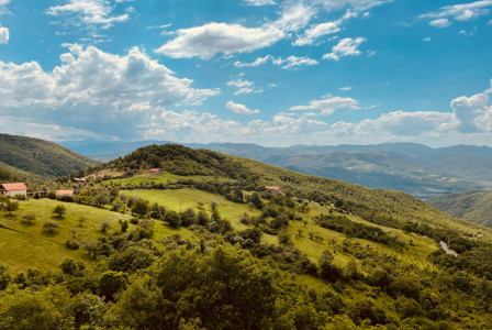 An illustrative photo of a lush green hillside covered in lots of trees.
