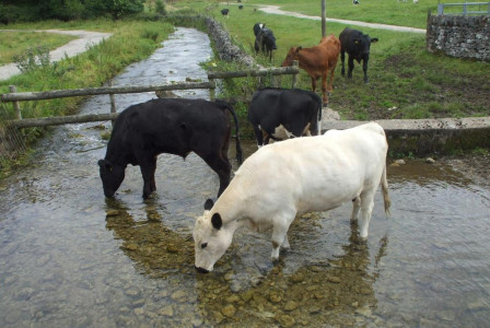 Cattle drinking water