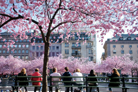 An illustrative photo of people sitting on bench under pink leaf trees.