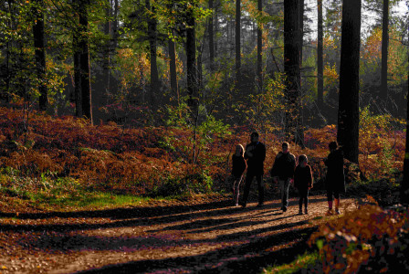 An illustrative photo of people walking in the forest.