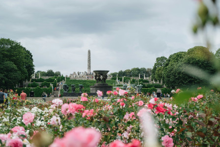 An illustrative photo of a pink flower field near green trees.
